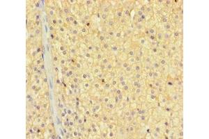 Immunohistochemistry of paraffin-embedded human adrenal gland tissue using ABIN7176291 at dilution of 1:100 (Zinc Finger Protein 44 抗体  (AA 1-300))