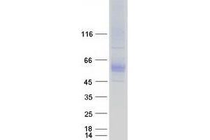 Validation with Western Blot (SLC7A4 Protein (Myc-DYKDDDDK Tag))