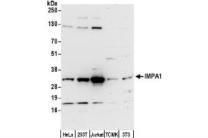 anti-Inositol(myo)-1(or 4)-Monophosphatase 1 (IMPA1) (AA 227-277) antibody