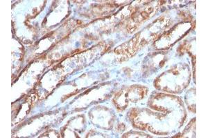 Image no. 1 for anti-Mitochondrial Marker antibody (ABIN6164016) (Mitochondrial Marker 抗体)