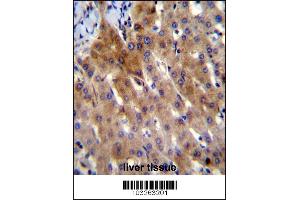 IL-27 Antibody immunohistochemistry analysis in formalin fixed and paraffin embedded human liver tissue followed by peroxidase conjugation of the secondary antibody and DAB staining.