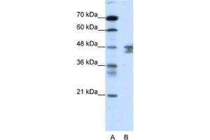 Western Blotting (WB) image for anti-Zinc Finger Protein 271 (ZNF271) antibody (ABIN2461217) (ZNF271 抗体)