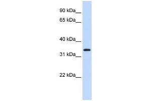 Western Blotting (WB) image for anti-Protein Kinase Protein SgK196 (SGK196) antibody (ABIN2459353) (SGK196 抗体)