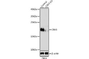 Western blot analysis of extracts from normal (control) and CBX3 knockout (KO) HeLa cells using CBX3 Polyclonal Antibody at dilution of 1:500. (CBX3 抗体)