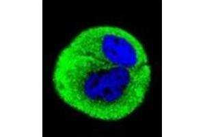 Confocal immunofluorescent analysis of Complex IV subunit I Antibody  with MCF-7 cell followed by Alexa Fluor® 488-conjugated Goat anti-Rabbit lgG (green). (Complex IV Subunit I (AA 202-232), (Middle Region) 抗体)