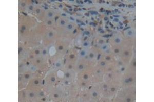 IHC-P analysis of Kidney tissue, with DAB staining. (BIRC2 抗体  (AA 344-593))
