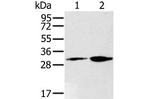Western Blot analysis of 293T and K562 cell using RNLS Polyclonal Antibody at dilution of 1:200 (RNLS 抗体)