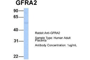 Host: Rabbit  Target Name: GFRA2  Sample Tissue: Human Adult Placenta  Antibody Dilution: 1. (GFRA2 抗体  (C-Term))
