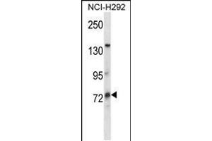 Western blot analysis in NCI-H292 cell line lysates (35ug/lane). (MUM1L1 抗体  (AA 185-213))