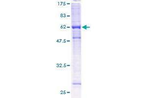 FANCL Protein (AA 1-375) (GST tag)