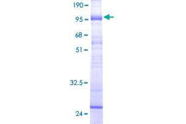 SLC22A7 Protein (AA 1-548) (GST tag)