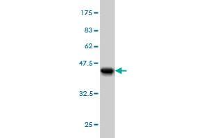 Western Blotting (WB) image for anti-Kinase Suppressor of Ras 2 (KSR2) (AA 411-500) antibody (ABIN567001)