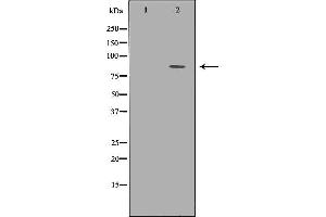 Western blot analysis of 293T whole cell lysates, using TLE1 Antibody.