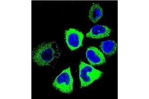 anti-YI016 (AA 260-288), (C-Term) antibody