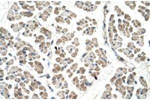 Immunohistochemical staining (Formalin-fixed paraffin-embedded sections) of human muscle with EGFL8 polyclonal antibody  at 4-8 ug/mL working concentration. (EGFL8 抗体  (C-Term))