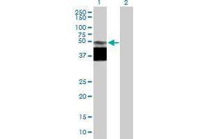 Western Blot analysis of GPR172B expression in transfected 293T cell line by GPR172B MaxPab polyclonal antibody. (GPR172B 抗体  (AA 1-448))