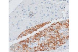 Immunohistochemistry of paraffin-embedded Mouse pancreas using PAEP Polyclonal Antibody at dilution of 1:100 (40x lens). (PAEP 抗体)
