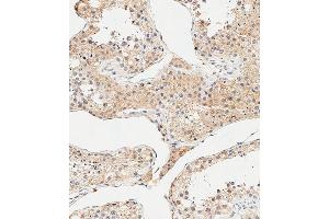 Immunohistochemical analysis of paraffin-embedded Human testis tissue using B performed on the Leica® BOND RXm.