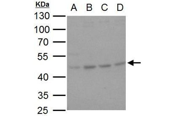 SERPINH1 抗体  (Internal Region)