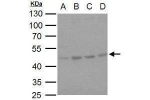 WB Image HSP47 antibody [N2C2], Internal detects HSP47 protein by western blot analysis. (SERPINH1 抗体  (Internal Region))