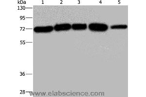 Western blot analysis of A172, Hela and 293T cell, K562 cell and human testis tissue, using AGFG1 Polyclonal Antibody at dilution of 1:533 (AGFG1 抗体)