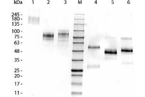 SDS-PAGE of Llama IgG2 Isotype Control.