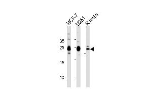 GFER Antibody (Center) (ABIN655148 and ABIN2844769) western blot analysis in MCF-7, cell line and rat testis tissue lysates (35 μg/lane). (GFER 抗体  (AA 67-94))