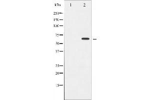 Western blot analysis of Cyclin B1 expression in serum treated HeLa whole cell lysates,The lane on the left is treated with the antigen-specific peptide. (Cyclin B1 抗体  (Internal Region))