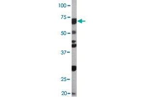 The CDC6 (phospho S54) polyclonal antibody  is used in Western blot to detect Phospho-CDC6-S54 in Ramos cell lysate (CDC6 抗体  (pSer54))