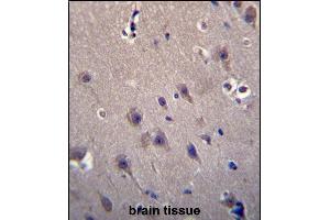 MCF2 Antibody (C-term) (ABIN656494 and ABIN2845771) immunohistochemistry analysis in formalin fixed and paraffin embedded human brain tissue followed by peroxidase conjugation of the secondary antibody and DAB staining. (MCF2 抗体  (C-Term))