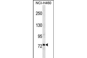 RFX2 Antibody (C-term) (ABIN656744 and ABIN2845966) western blot analysis in NCI- cell line lysates (35 μg/lane). (RFX2 抗体  (C-Term))
