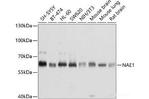 Western blot analysis of extracts of various cell lines using NAE1 Polyclonal Antibody at dilution of 1:1000.
