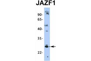 Host:  Rabbit  Target Name:  JAZF1  Sample Type:  HepG2  Antibody Dilution:  1. (JAZF1 抗体  (N-Term))