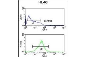 CARD4 Antibody (C-term) (ABIN652666 and ABIN2842447) flow cytometric analysis of HL-60 cells (bottom histogram) compared to a negative control cell (top histogram). (NOD1 抗体  (C-Term))