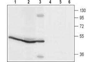 Western blot analysis of rat spleen (lanes 1 and4), rat pancreas (lanes 2 and 5) and mouse B-cell lymphoma (WEHI) (lanes 3 and 6) lysates: - 1-3. (ORAI1 抗体  (2nd Extracellular Loop))