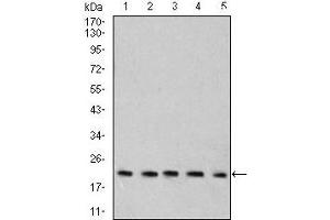 Western blot analysis using Rab6b mouse mAb against C6 (1), SK-N-SH (2), HT-29 (3), PC-12 (4), and C6 (5) cell lysate.