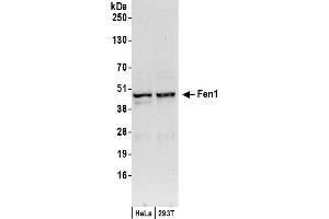 Western Blotting (WB) image for anti-Flap Structure-Specific Endonuclease 1 (FEN1) (AA 250-300) antibody (ABIN7454602)