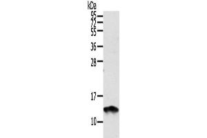 Western Blotting (WB) image for anti-S100 Calcium Binding Protein A11 (S100A11) antibody (ABIN2424123)