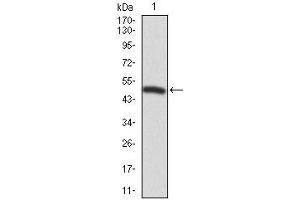 Western blot analysis using FOXP1 mAb against human FOXP1 recombinant protein.
