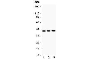 Western blot testing of Fetuin A antibody and Lane 1:  NIH3T3;  2: Neuro-2a;  3: mouse brain lysate. (Fetuin A 抗体  (AA 19-345))
