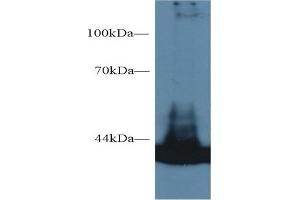 Western Blotting (WB) image for anti-Glutamic-Oxaloacetic Transaminase 1, Soluble (Aspartate Aminotransferase 1) (GOT1) (AA 1-413) antibody (ABIN7426220)