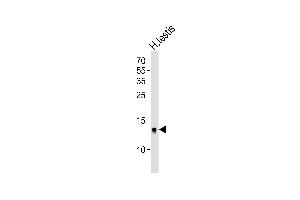 Western blot analysis of lysate from human testis tissue lysate, using DEFB107A Antibody (C-term) (ABIN6244252 and ABIN6577438). (DEFB107A 抗体  (C-Term))