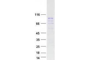 Western Blotting (WB) image for Zinc Finger Protein 496 (ZNF496) protein (Myc-DYKDDDDK Tag) (ABIN2736051)