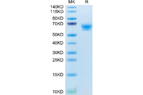 CD300a Protein (CD300A) (AA 28-185) (Fc Tag)