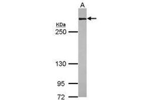 Image no. 1 for anti-Filamin A, alpha (FLNA) (N-Term) antibody (ABIN1494020) (Filamin A 抗体  (N-Term))