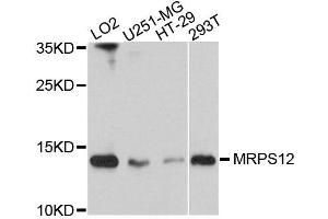 Western blot analysis of extracts of various cells, using MRPS12 antibody. (MRPS12 抗体)