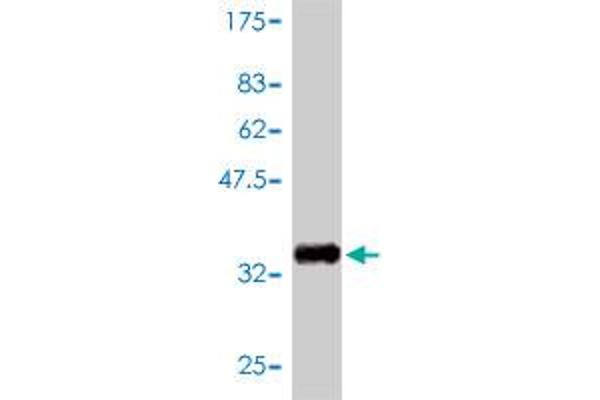 GNGT2 antibody  (AA 1-69)