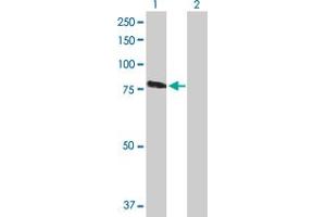 Western Blot analysis of RASGRP3 expression in transfected 293T cell line by RASGRP3 MaxPab polyclonal antibody. (RASGRP3 抗体  (AA 1-690))