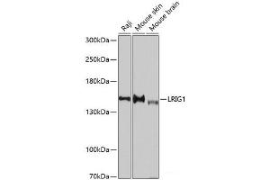 Western blot analysis of extracts of various cell lines using LRIG1 Polyclonal Antibody at dilution of 1:3000. (Lrig1 抗体)