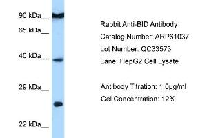 Western Blotting (WB) image for anti-BH3 Interacting Domain Death Agonist (BID) (C-Term) antibody (ABIN970192) (BID 抗体  (C-Term))